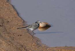 Image of Motacilla alba subpersonata Meade-Waldo 1901