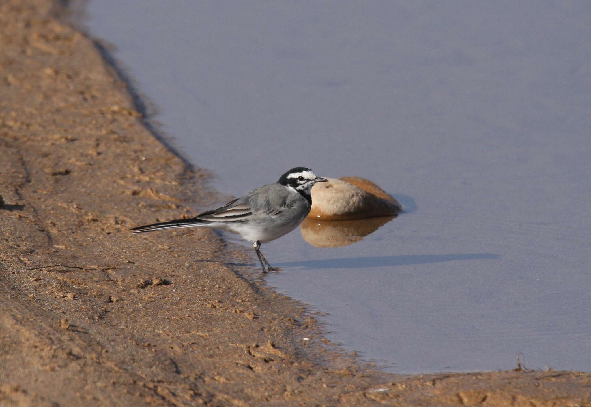 Image of Motacilla alba subpersonata Meade-Waldo 1901