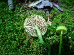 Image of Entoloma incanum (Fr.) Hesler 1967