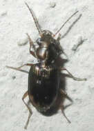 Image of Bembidion (Notaphocampa) foveolatum Dejean 1831