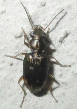 Image of Bembidion (Notaphocampa) foveolatum Dejean 1831