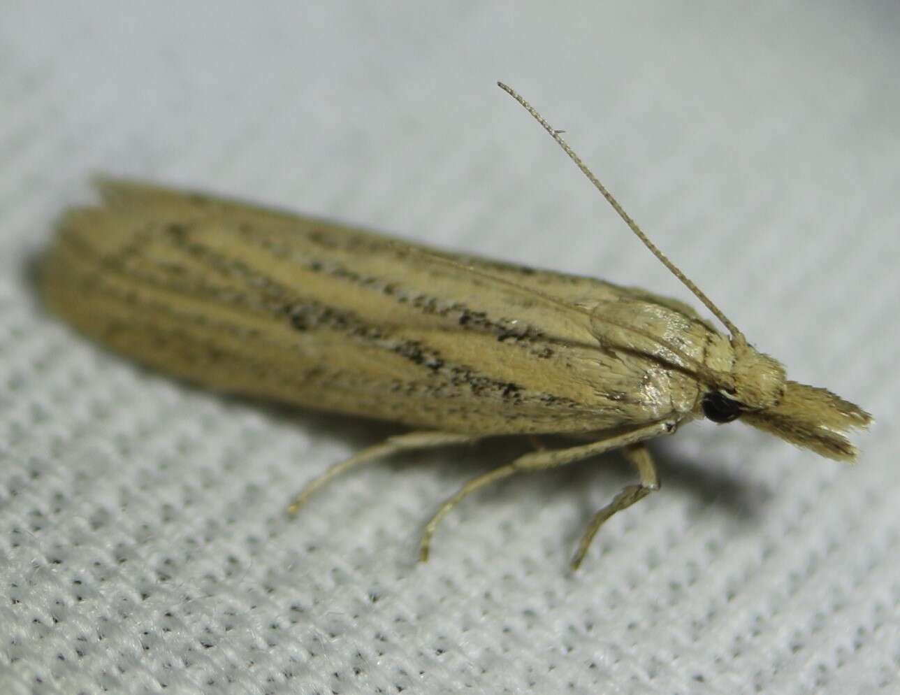 Image of Coenochroa californiella Ragonot 1887