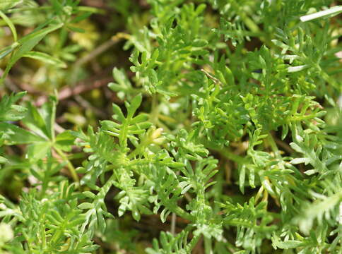 Слика од Achillea erba-rotta All.