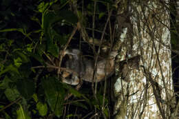 Image of Ashy Slow Loris