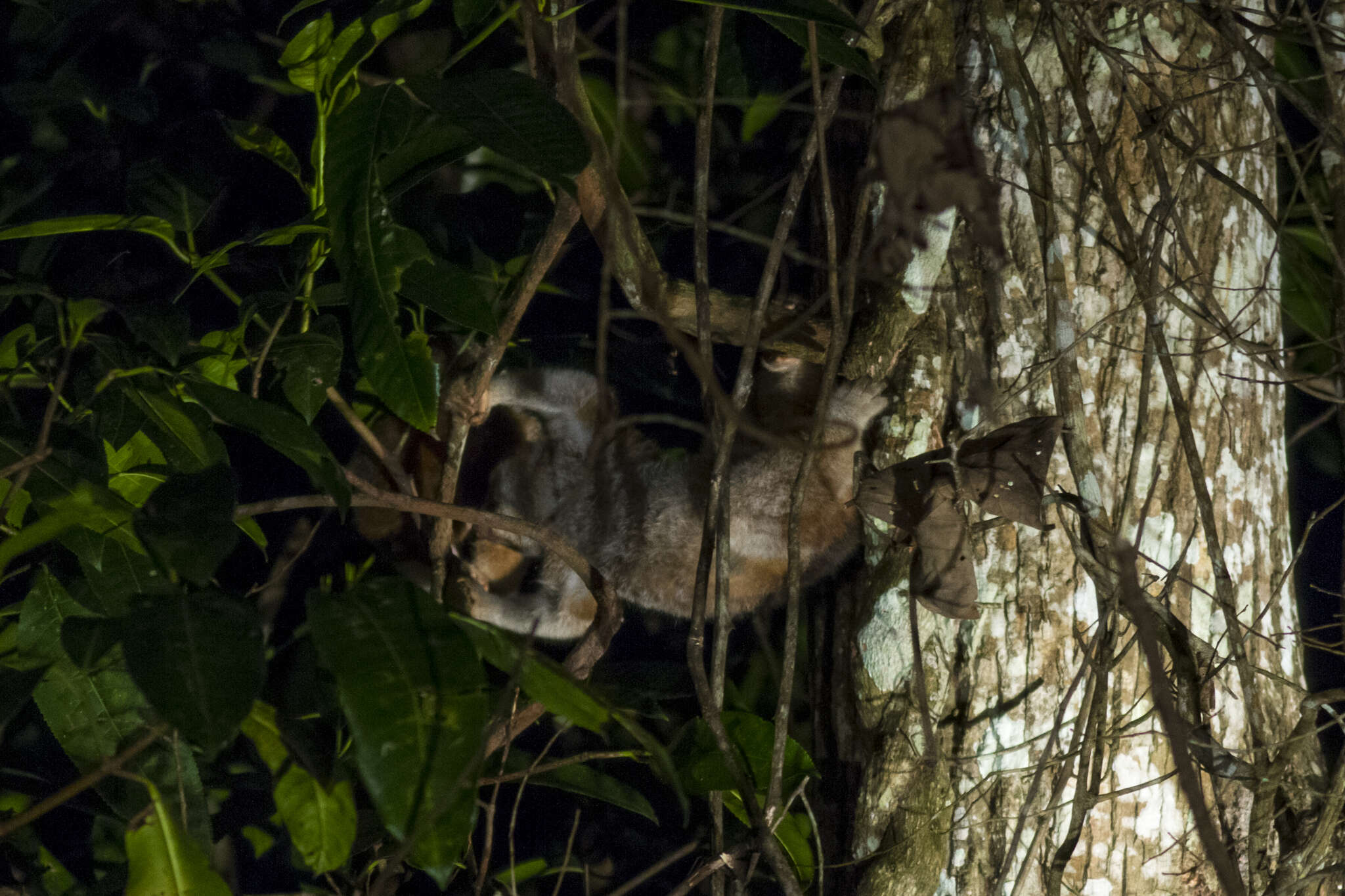 Image of Ashy Slow Loris