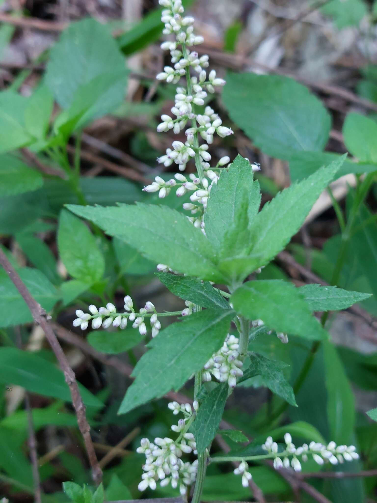 Слика од Artemisia anomala S. Moore