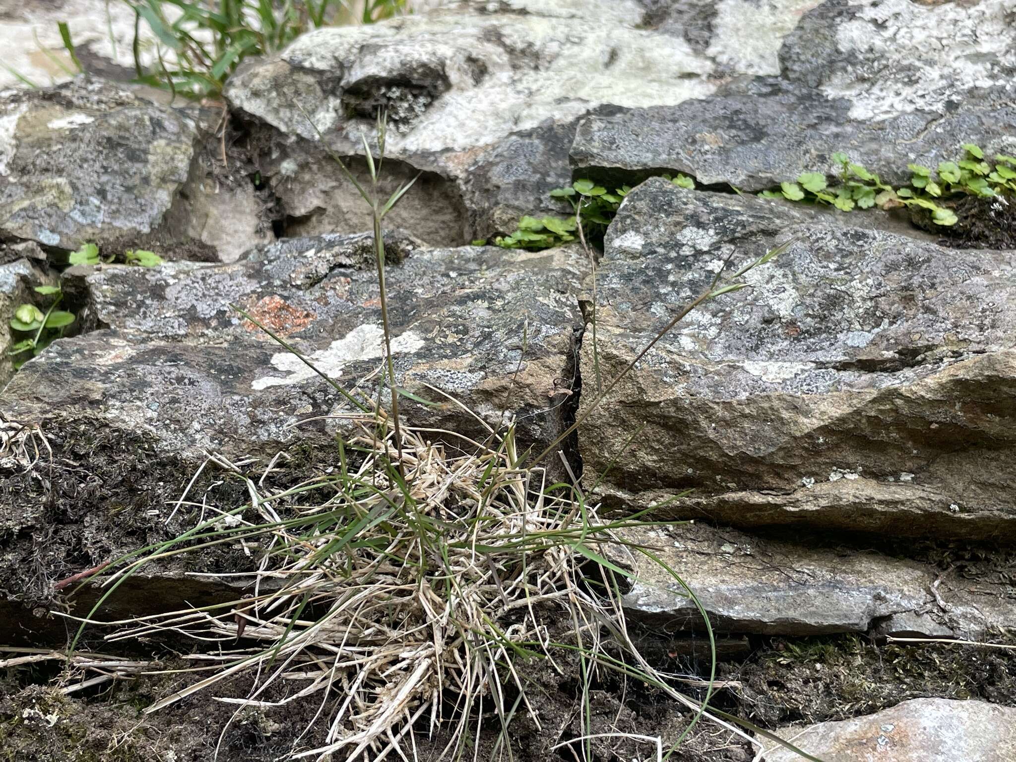 Rytidosperma gracile (Hook. fil.) Connor & Edgar resmi