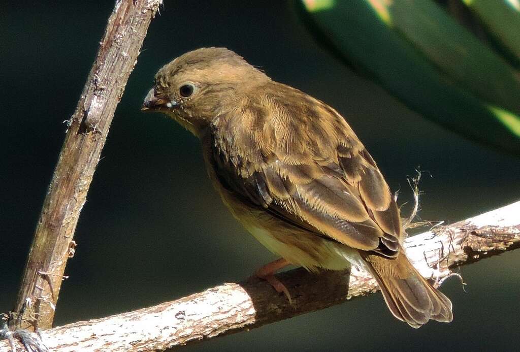 Image of Village Indigobird