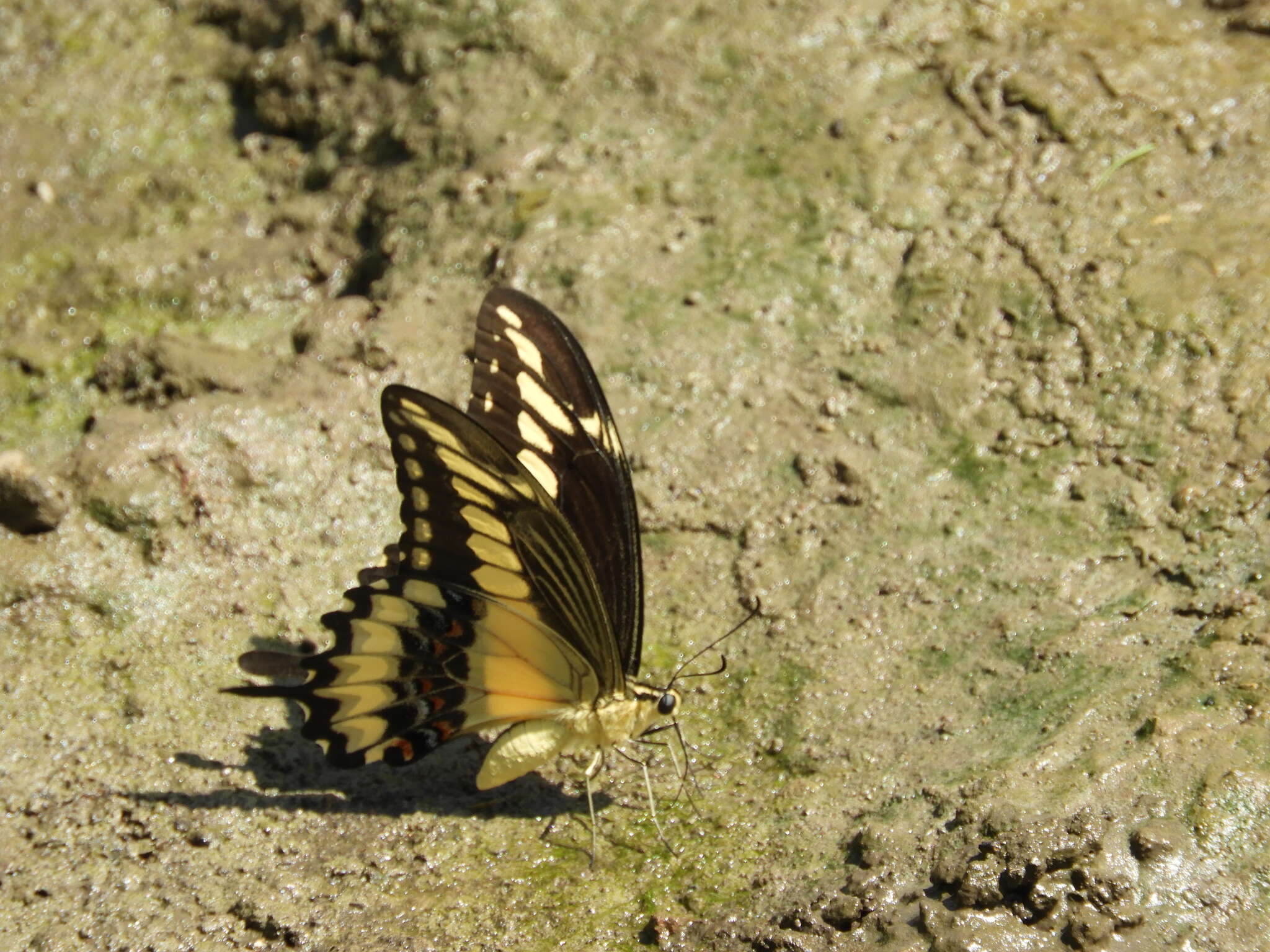 Image of Ornythion Swallowtail