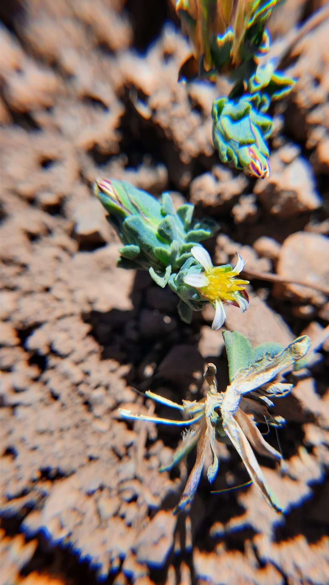 Image of Chaetanthera euphrasioides (DC.) Fr. Meigen