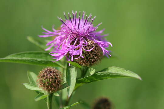 Image of Centaurea phrygia subsp. pseudophrygia (C. A. Mey.) Gugl.