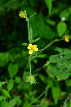 Image de Geum japonicum Thunb.