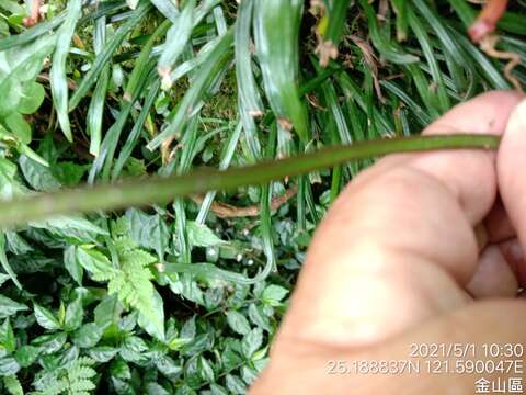 Image of Haplopteris anguste-elongata (Hayata) E. H. Crane