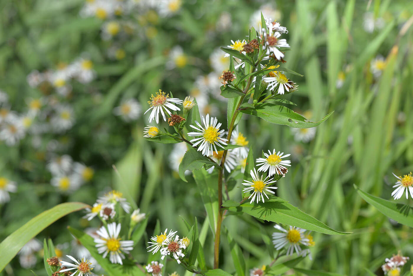 Image de Symphyotrichum salignum (Willd.) G. L. Nesom