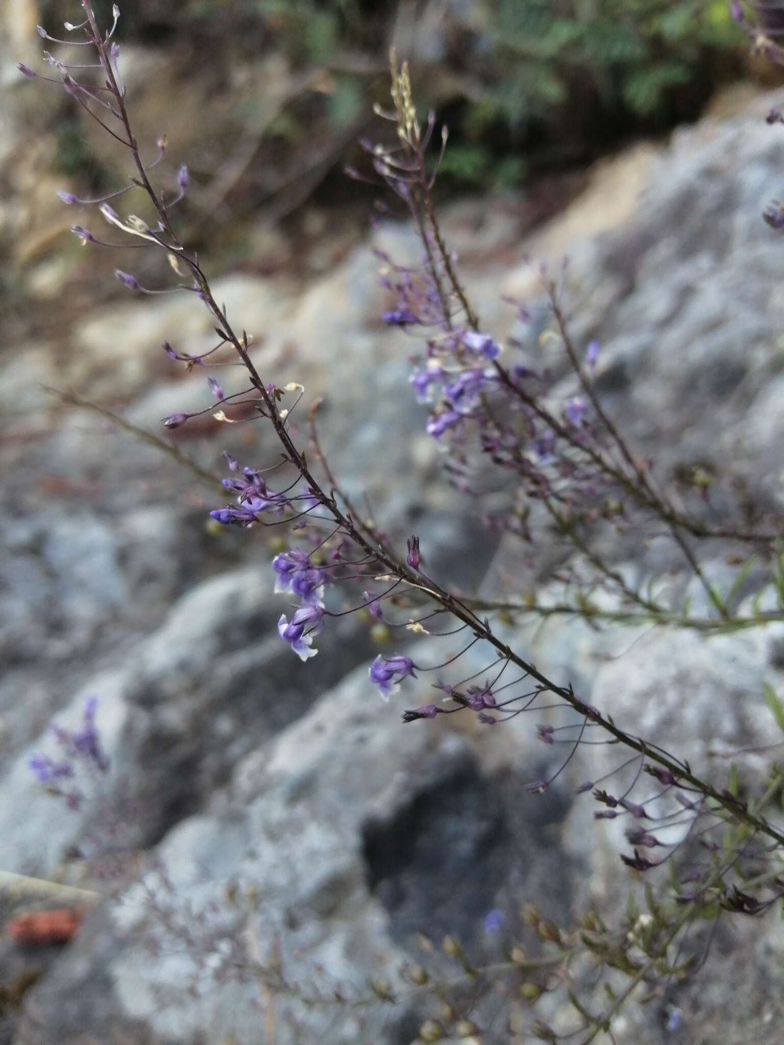 Image de Anarrhinum longipedicellatum R. Fernandes