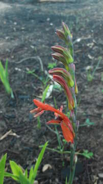 Image of Chasmanthe aethiopica (L.) N. E. Br.