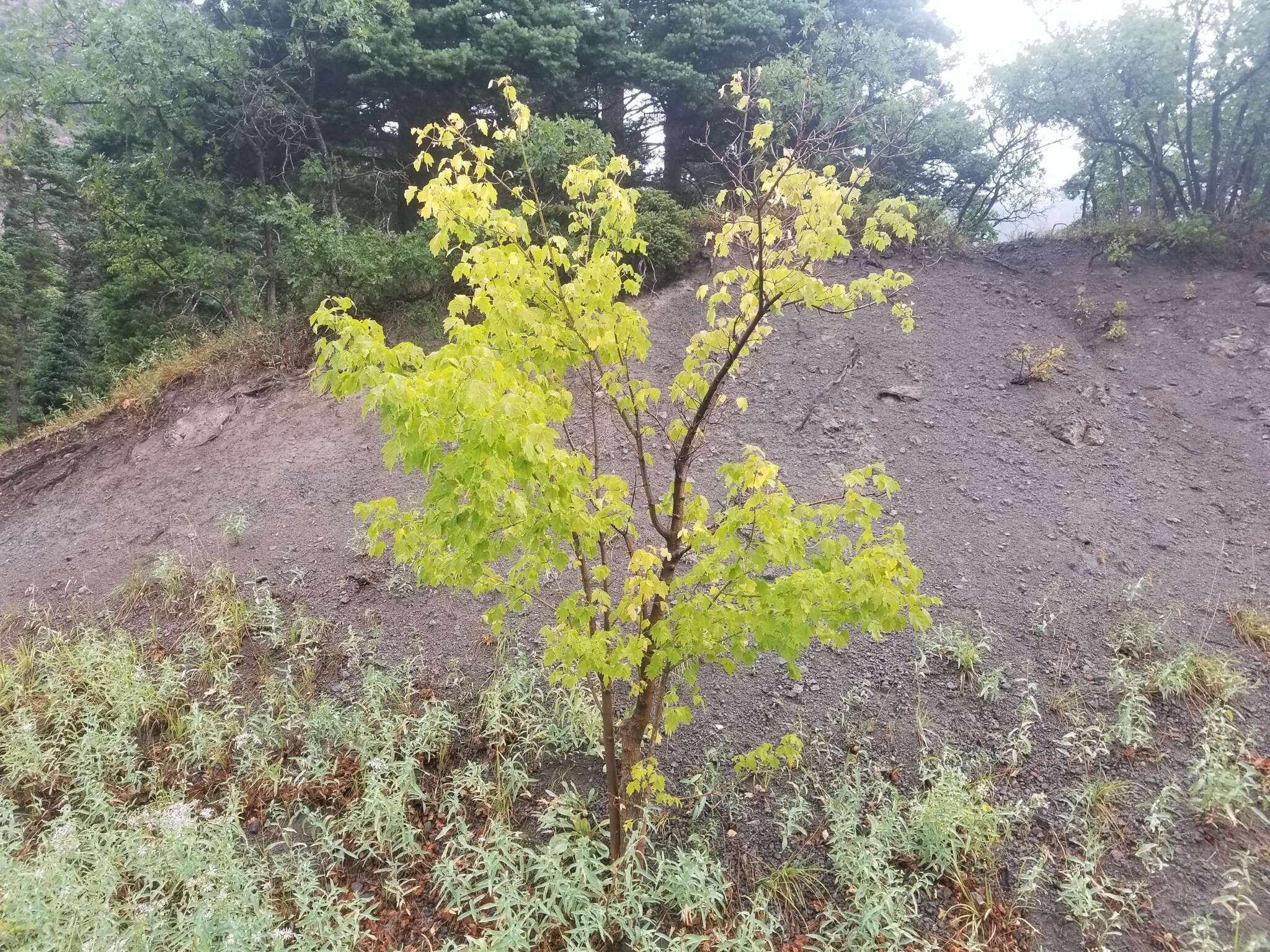 Acer negundo var. interior (Britt.) Sarg.的圖片