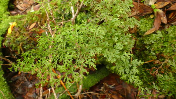 Image de Hymenophyllum pulcherrimum Col.