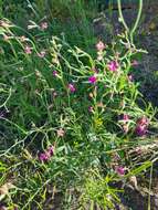 Image of Matthiola longipetala subsp. longipetala