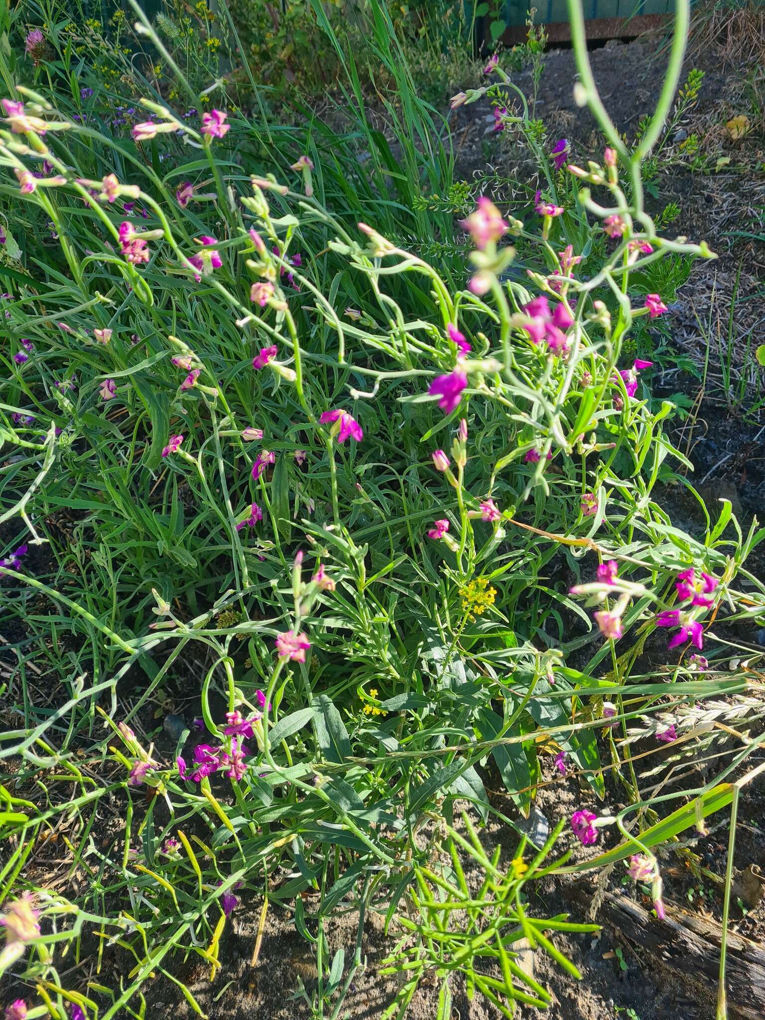 Image de Matthiola longipetala subsp. longipetala