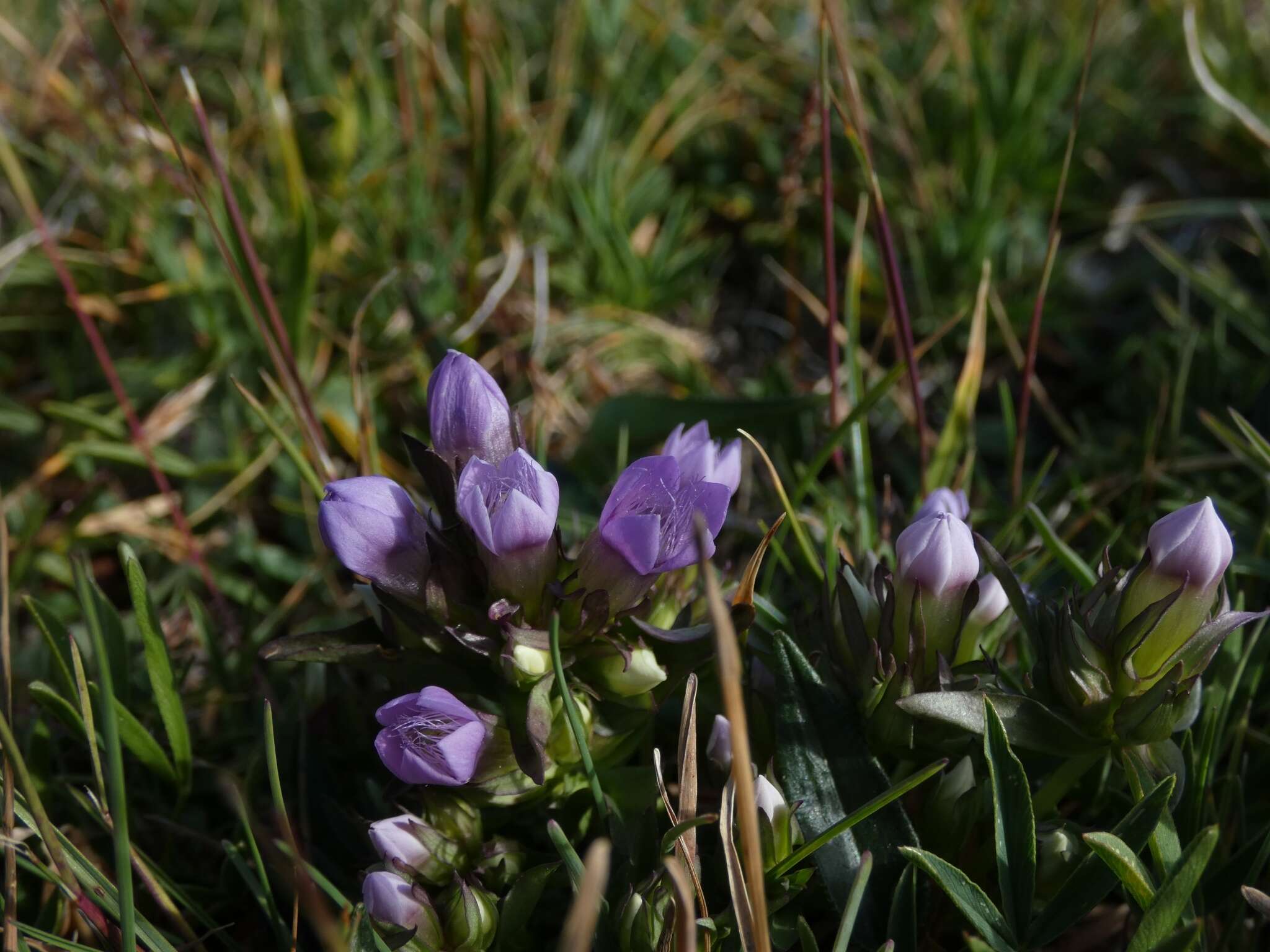 Image of Gentianella ramosa (Hegetschw.) J. Holub