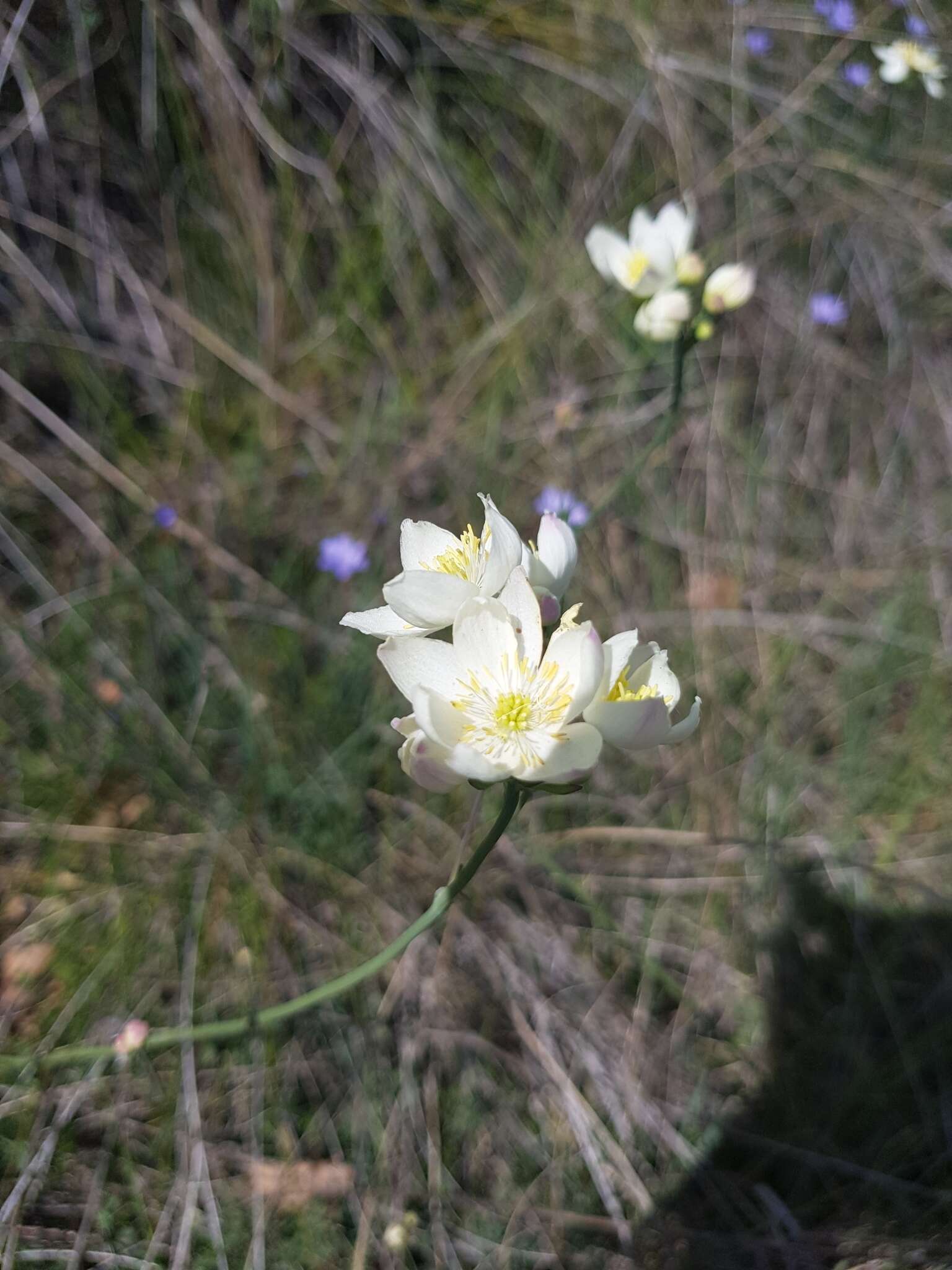 Imagem de Thalictrum tuberosum L.