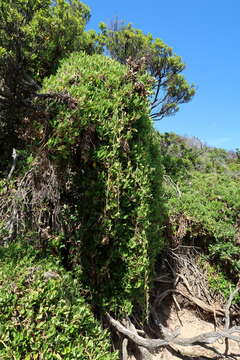 Sivun Tetragonia implexicoma (Miq.) Hook. fil. kuva