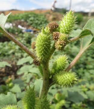 Image of Xanthium orientale subsp. riparium (Celak.) Greuter