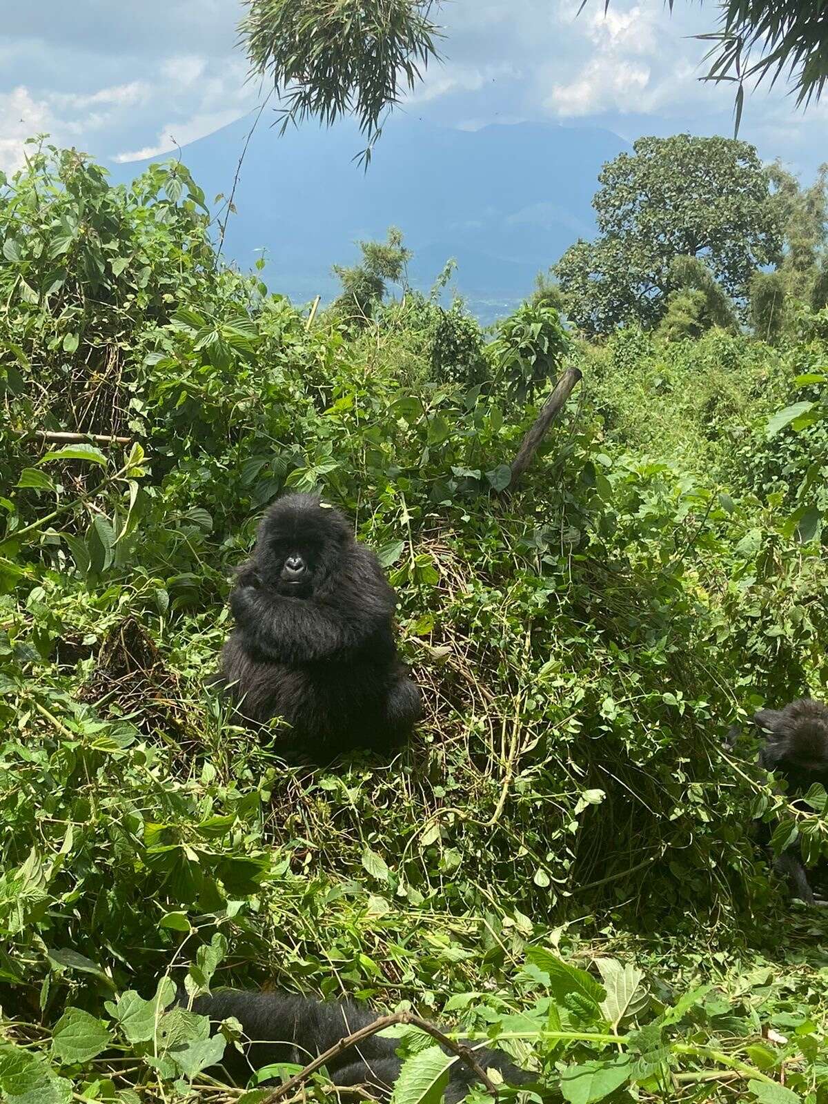 Sivun Gorilla beringei Matschie 1903 kuva