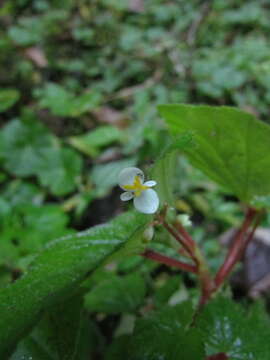 Image of <i>Begonia medeirosii</i> Funez & J. C. Jaramillo