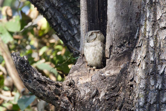 Image of Indian Scops Owl