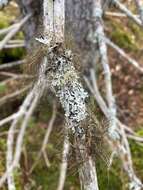 Image of horsehair lichen