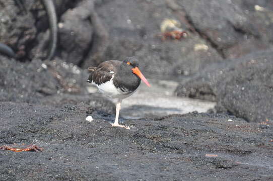 Image of Haematopus palliatus galapagensis Ridgway 1886