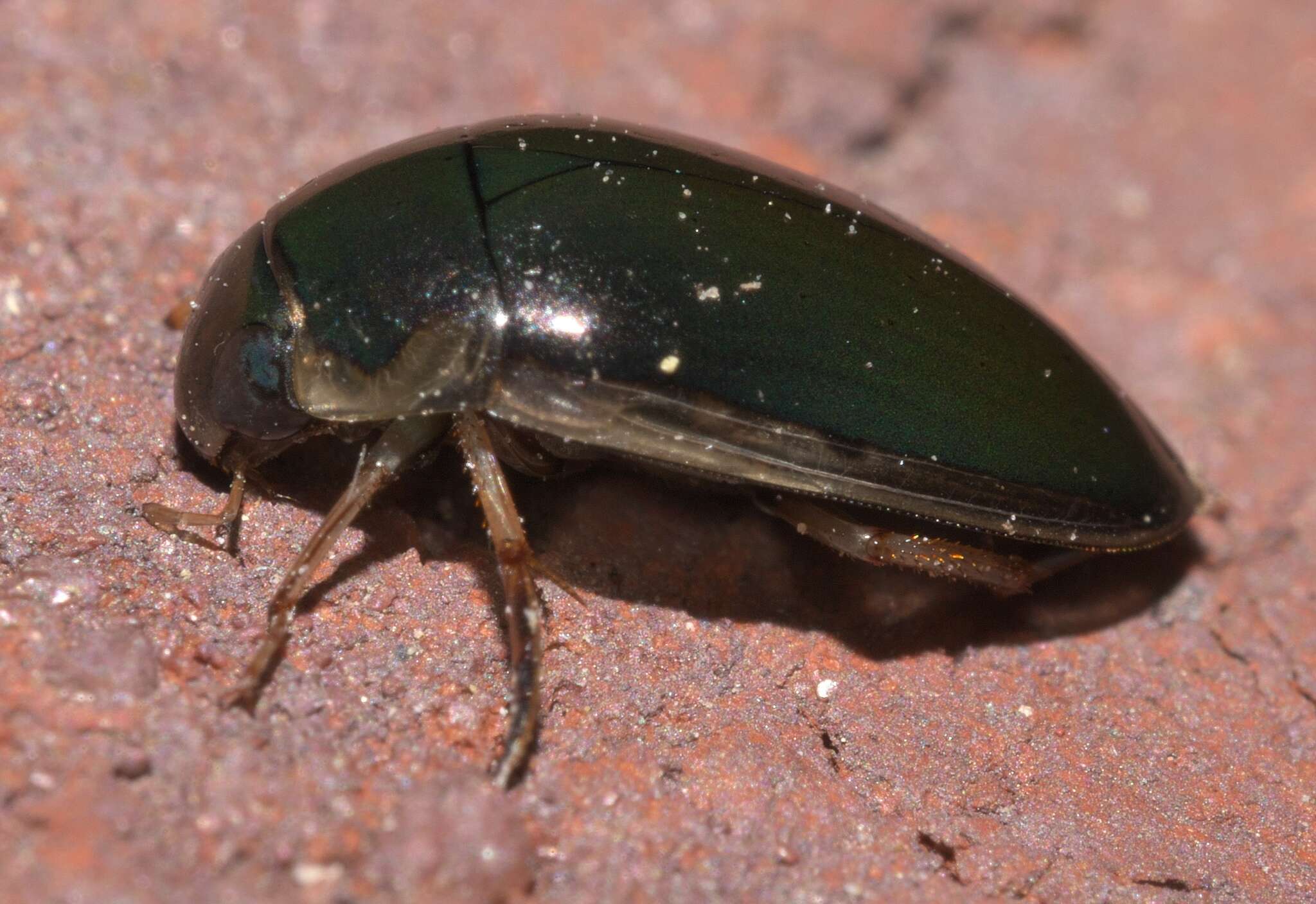 Слика од Tropisternus (Tropisternus) lateralis nimbatus (Say 1823)