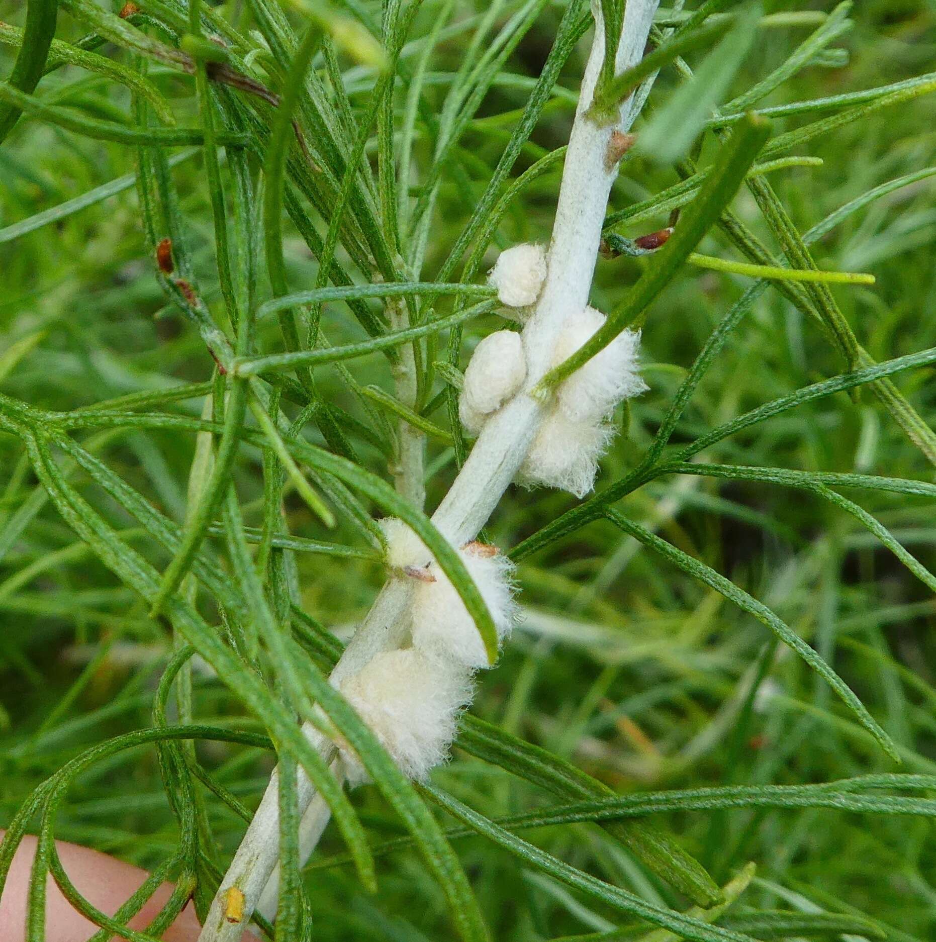 Plancia ëd Rhopalomyia floccosa (Felt 1916)