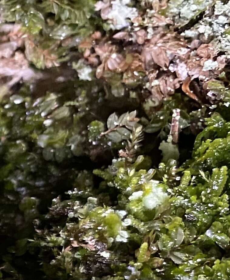 Image of olivegreen calcareous moss