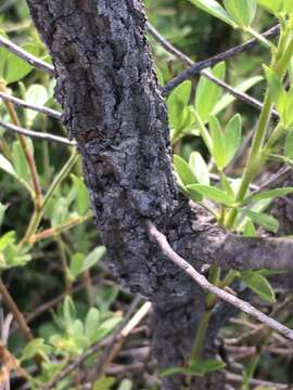 Image of Hakea persiehana F. Müll.