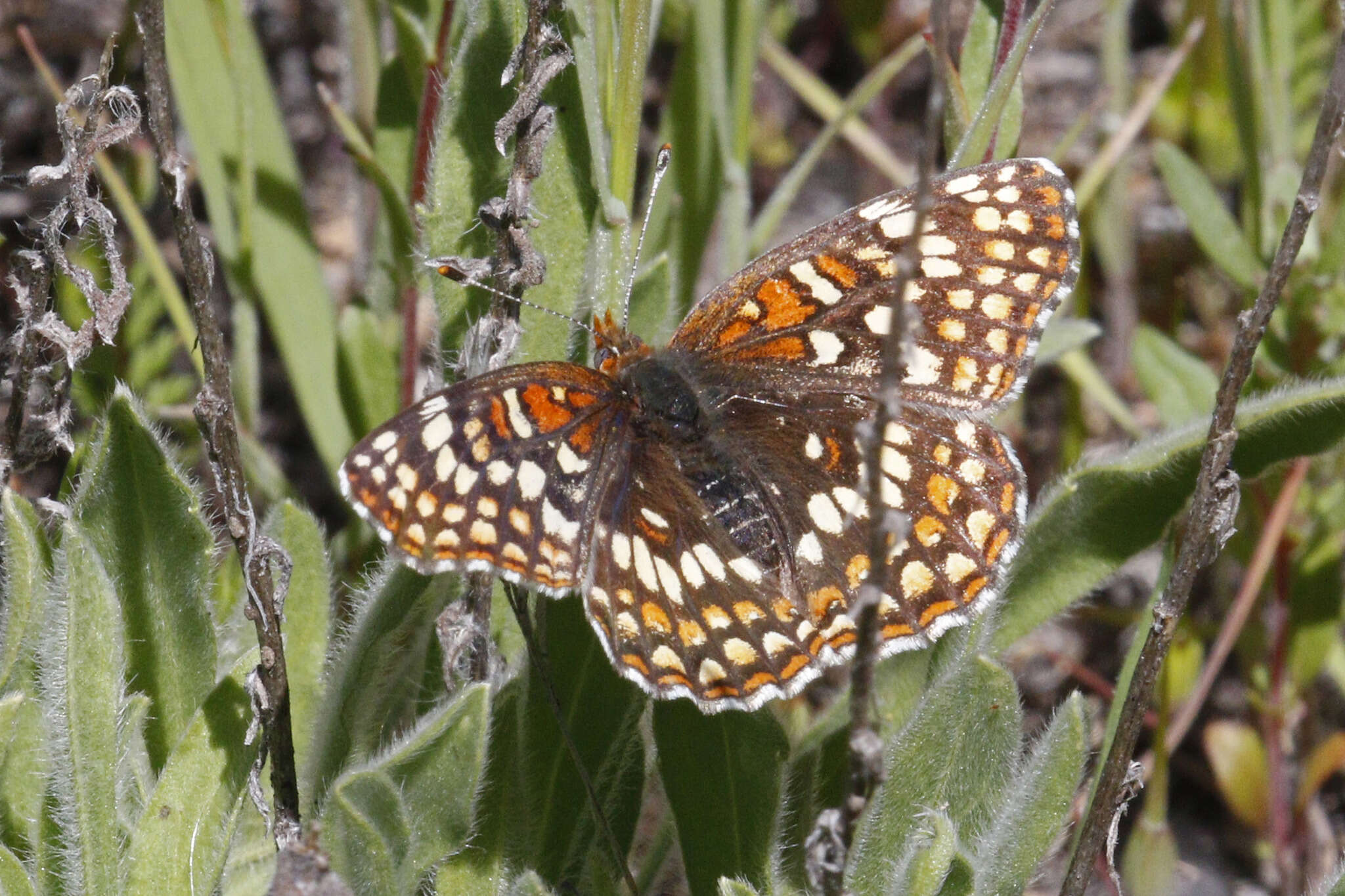 Image of Gabb's Checkerspot