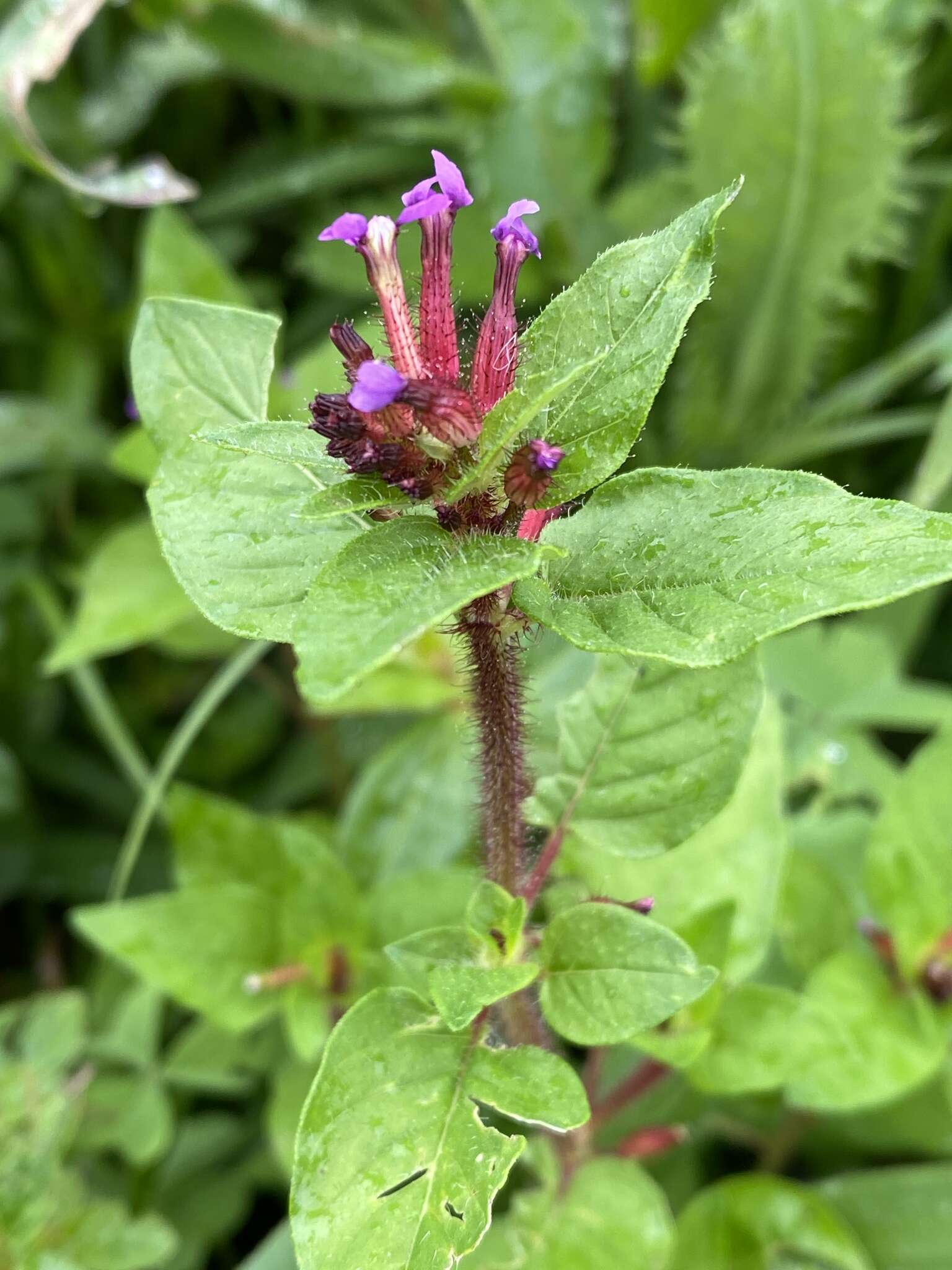 Image of Cuphea tolucana Peyr.