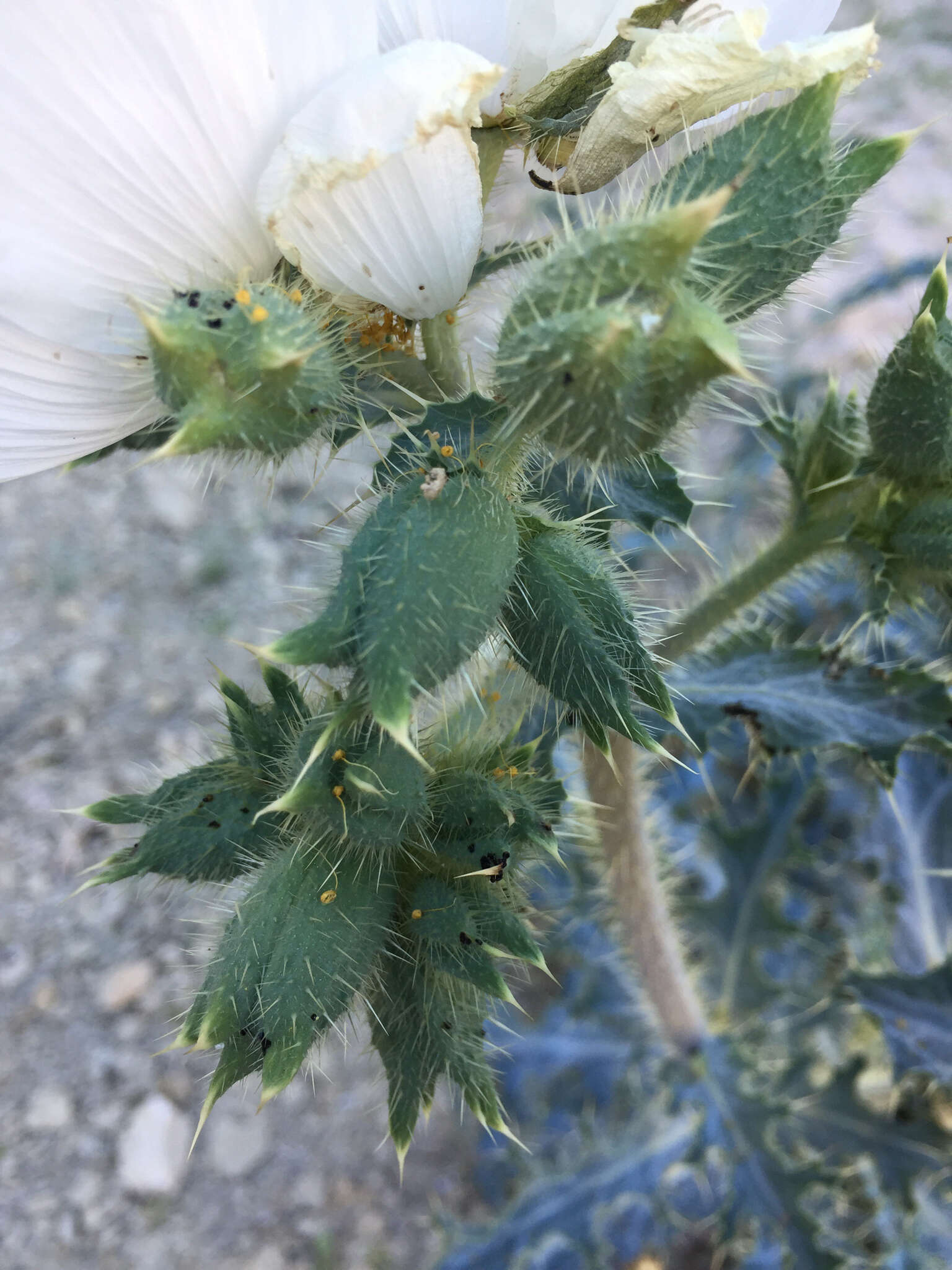 Image of flatbud pricklypoppy