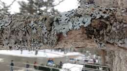 Image of rosette lichen