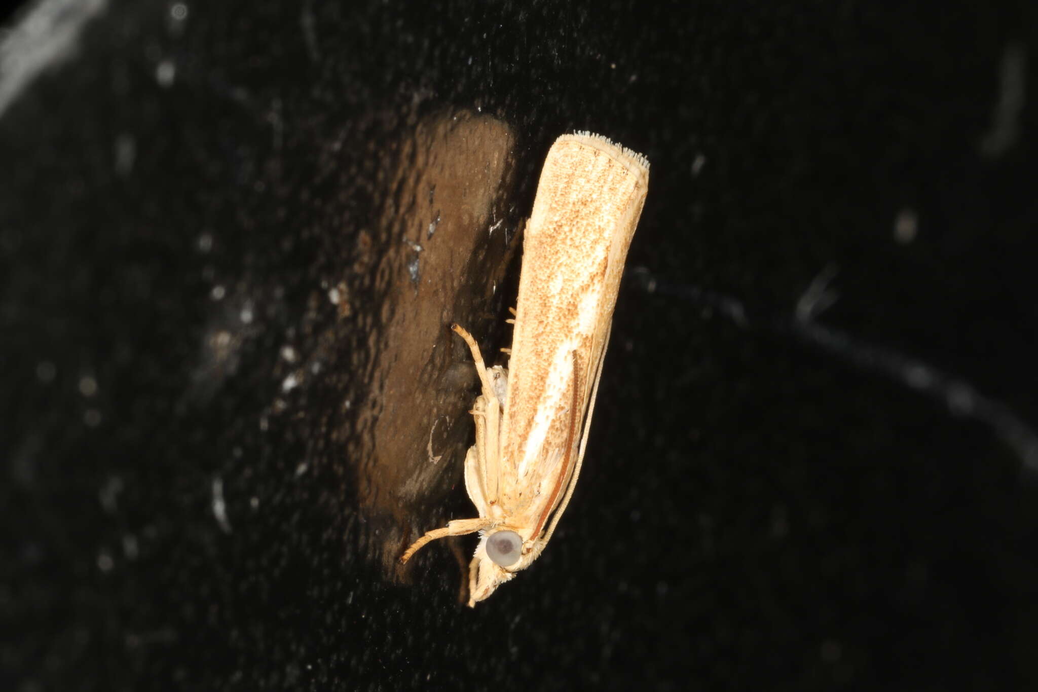 صورة Conocrambus