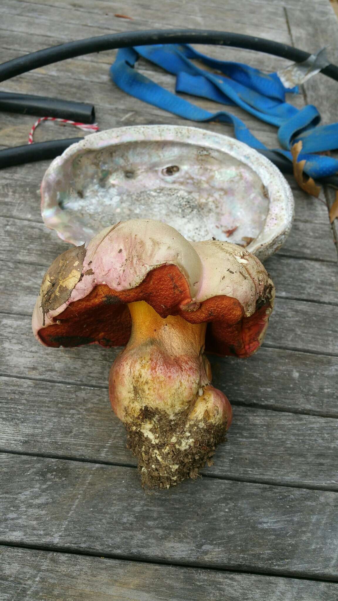 Imagem de Rubroboletus eastwoodiae (Murrill) Vasquez, Simonini, Svetasheva, Mikšík & Vizzini 2017