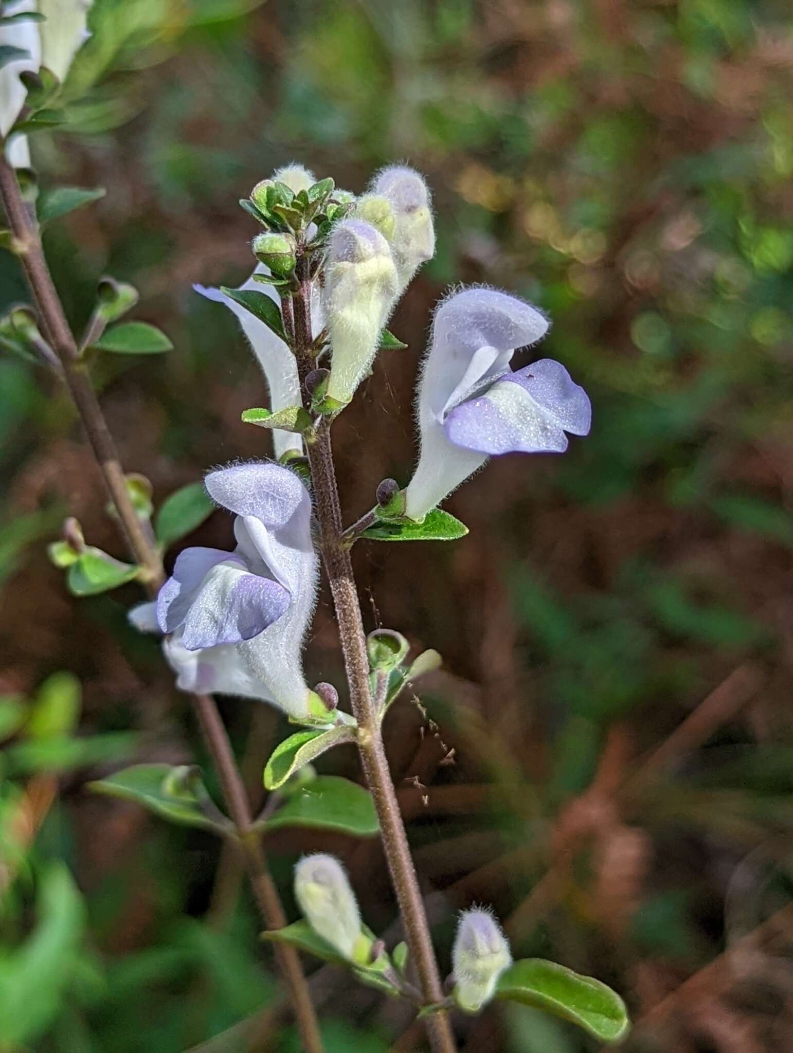 Image of Florida scrub skullcap