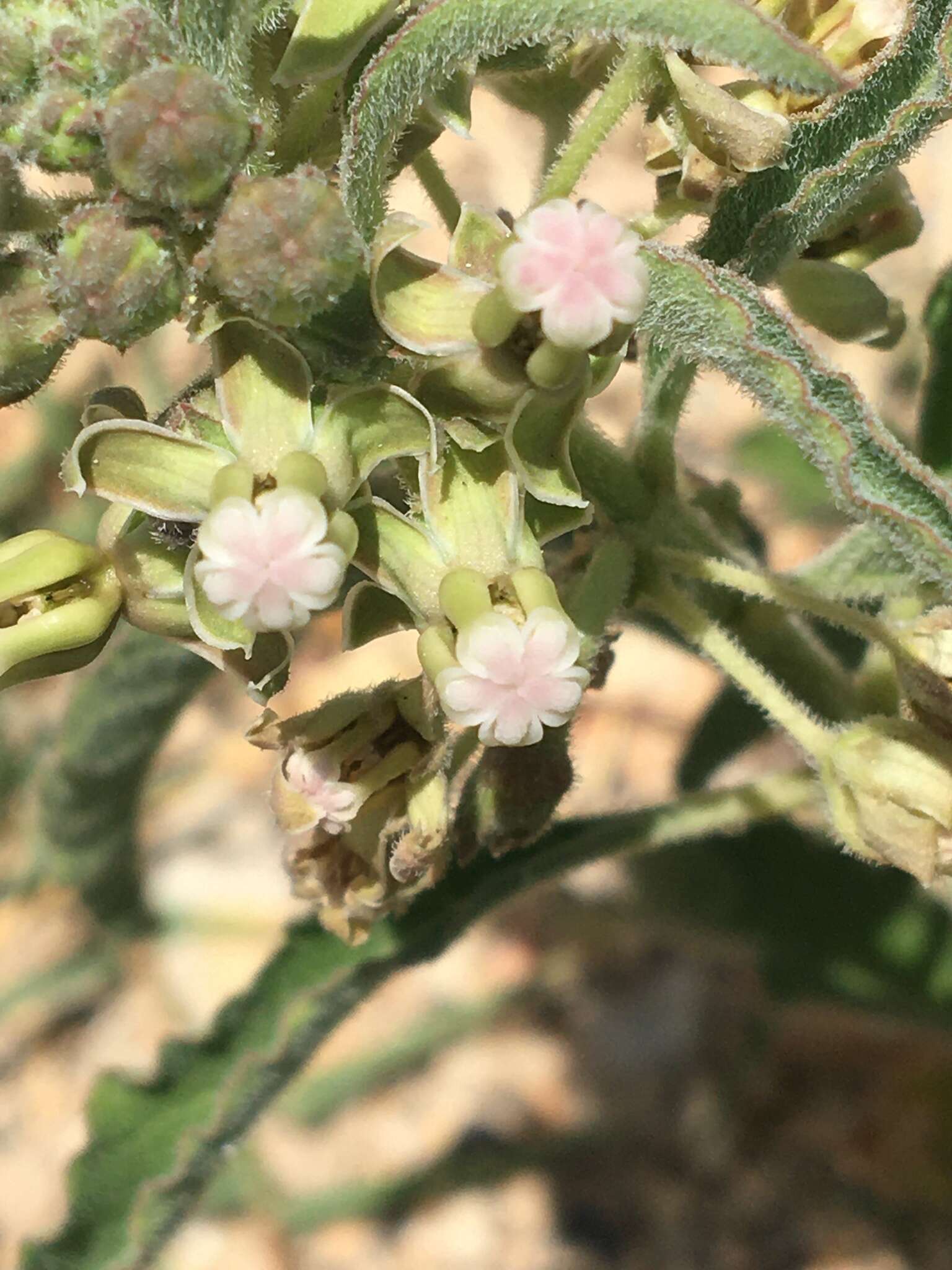 Plancia ëd Asclepias emoryi (Greene) Tidestr.