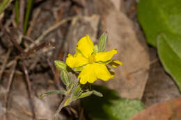 Plancia ëd Hibbertia australis N. A. Wakefield