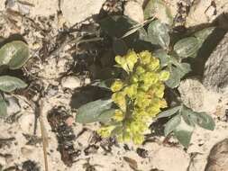 Image of James' buckwheat