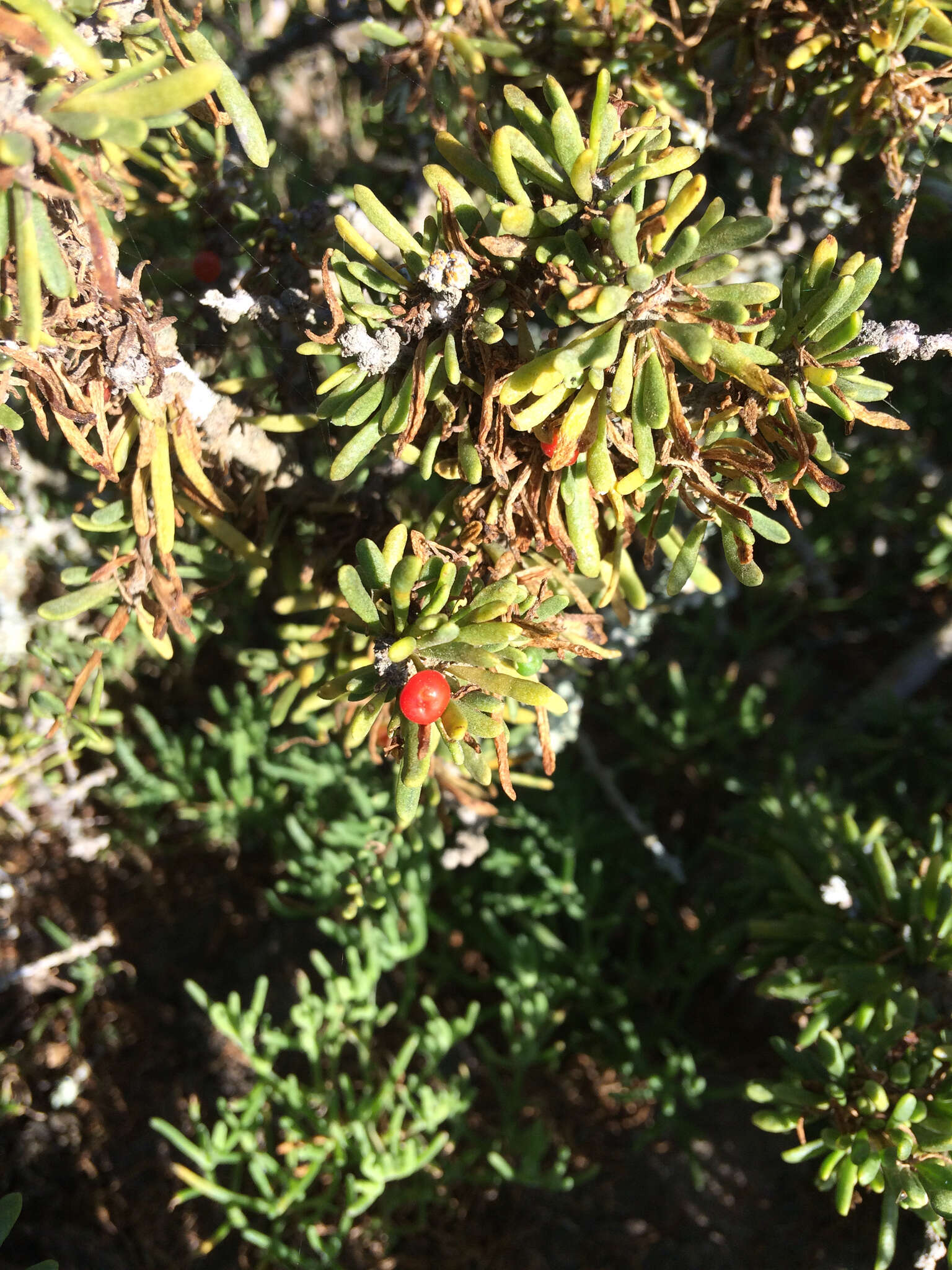 Image of California desert-thorn