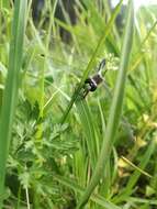 Leucorrhinia caudalis (Charpentier 1840) resmi