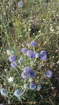 Image of southern globethistle